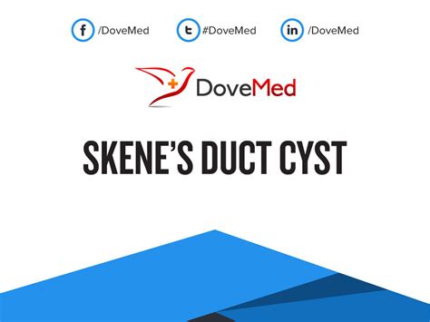 Skenes Gland: What Theyre For, Cyst Symptoms & Treatment